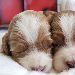 Cockapoo, Cocker Spaniel, and Goldendoodle Puppies from Robbin's Treasures