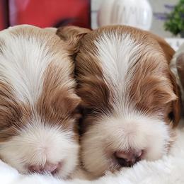 Cockapoo, Cocker Spaniel, and Goldendoodle Puppies from Robbin's Treasures