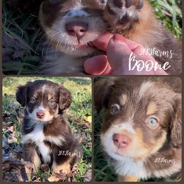 5 - Boone - Red tri-color male Miniature American Shepherd puppy in Huntington, Texas from JKKJ Farms