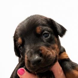 Rosemary - Black and rust female Doberman Pinscher puppy in Wellington, Ohio from Jessie (TDD, llc)