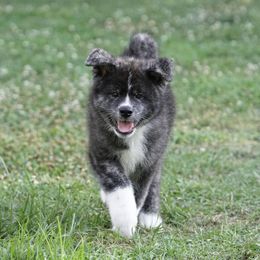 Japanese Akitainus from Shiranui Kennels