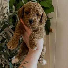 Two Step (Our Lone Star State litter) - Red  female Goldendoodle puppy in Hopkins County, Texas from Boutique Doodles