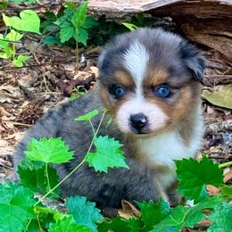 Thor - Blue merle male Toy Australian Shepherd puppy in Blacksburg, South Carolina from Rustic Rose Toy Australian Shepherds