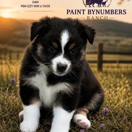 Jules - Black tri-color female Australian Shepherd puppy in Magee, Mississippi from Paint ByNumbers Ranch