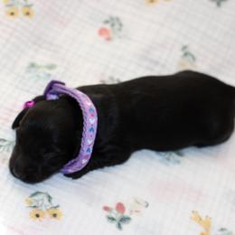 Emory - Black female Dachshund puppy in Staley, North Carolina from Langley Farms Dachshunds