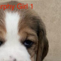 Girl 1 - Black tan and white female Beagle puppy in Needville, Texas from Rancho Robles Kennels