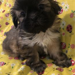 Tootsie Le Rue - Brindle and white female Shih Tzu puppy in Greenville, Texas from Your Fuzzy Puppy