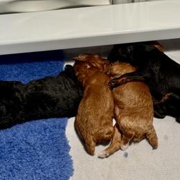 Poodle Puppies from Wanda Burton
