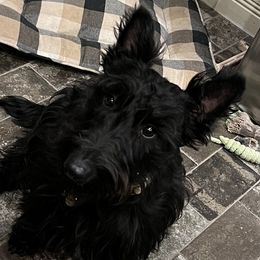 Herky - Scottish Terrier