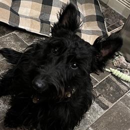 Herky - Scottish Terrier