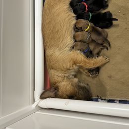 Miniature Schnauzer and Norwich Terrier Puppies from Parker Place  Puppies (Mini schnauzers and Norwich Terriers)