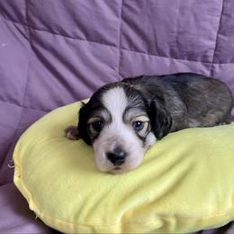 Elsa-Cream Sable, Piebald - Sable female Dachshund puppy in Wolf Lake, Indiana from Canisteo Dachshunds