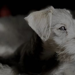 Cockapoos, Miniature Schnauzers, and Schnoodles from What’s Up Doods