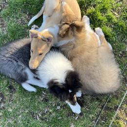 Collie Puppies from Verterra Collies