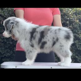 Sterlin - Blue merle male Border Collie puppy in Dunn, North Carolina from Coylety Border Collies