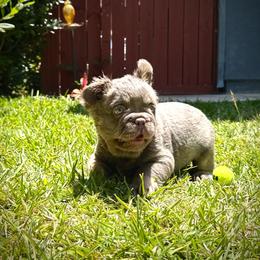 Teddy - Tricolors male French Bulldog puppy in San Diego, California from Hlop Frenchies LLC