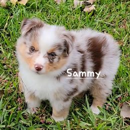 Sammy - Red merle male Miniature Australian Shepherd puppy in Waxhaw, North Carolina from Cane Creek Aussies
