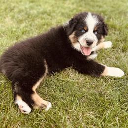 Toad - Black tri-color male Australian Shepherd puppy in Fort Recovery, Ohio from Mud Path Australian Shepherds