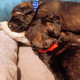 German Shepherd Puppies from Samhain Shepherds