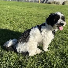 Havanese puppies from Havanese Bragger’s