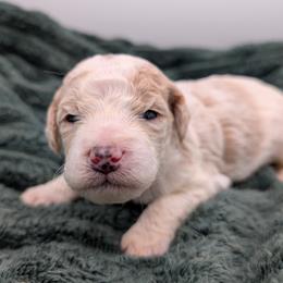 Beige - Parti female Goldendoodle puppy in Midland, North Carolina from Alger Farm, LLC