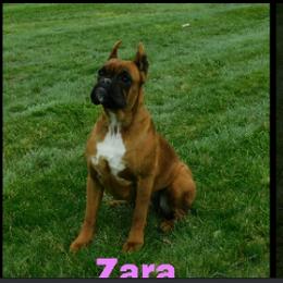 Zara - Boxer
