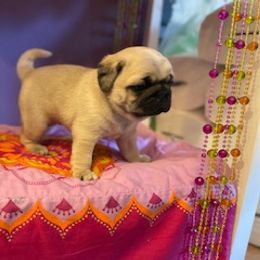 Pug Puppies from Briggs Family Pugs