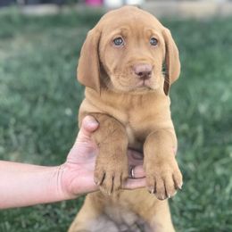 Goldendoodle, Labradoodle, Labrador Retriever, and Poodle Puppies from Katie K9