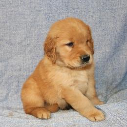 Sebastian - Golden male Golden Retriever puppy in New Weston, Ohio from Bertke AKC Golden Retrievers and Bernese Mountain Dogs