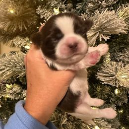Girl 1 - Liver and white female Shih Tzu puppy in Kodak, Tennessee from Cutshall Babies