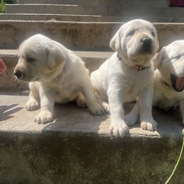 Labrador Retriever Puppies from Snowpeak English Labradors