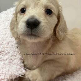 Dachshund Puppies from Sugarbakers Kennel