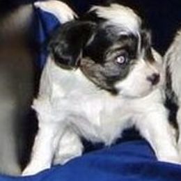 Papillon Puppies from Dreampaps