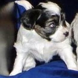 Papillon Puppies from Dreampaps