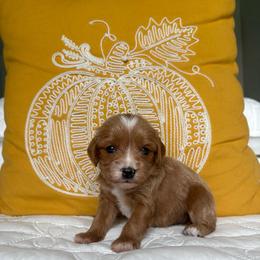 Harvest - Brown male Cavapoo puppy in Gap, Pennsylvania from Coles Cavapoo’s