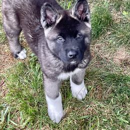 Akita Puppies from After Midnight Akitas