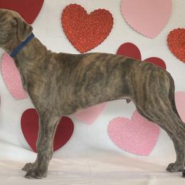 Boy 6 - Blue brindle Greyhound puppy in St. Louis, Missouri from Velocitas Greyhounds