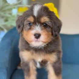 Simon - blue collar - Tri-color male Bernedoodle puppy in Yuciapa, California from AlltheDoodlez_