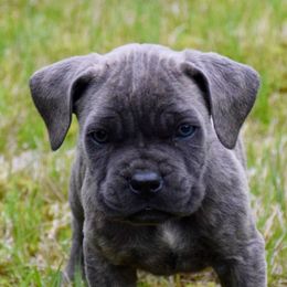 Cane Corso from Brandi Miller