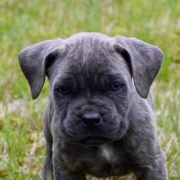 Cane Corso from Brandi Miller