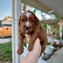 Reese's - Red  male Goldendoodle puppy in Rio Linda, California from Plush Doodles