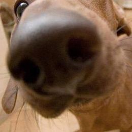 Dachshunds from Laxen's Dachshunds of Minnesota