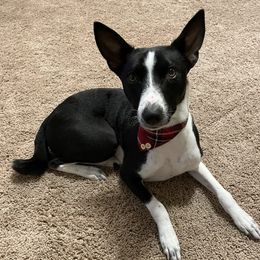 Basenjis from Coachella Valley Basenjis