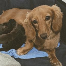 Dachshund puppies from For His Kingdom Kennels