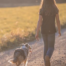 Miniature American Shepherds and Miniature Australian Shepherds from Impression Dogs