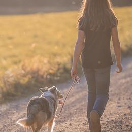 Miniature American Shepherds and Miniature Australian Shepherds from Impression Dogs
