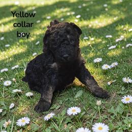 Yellow collar boy - Black male Poodle puppy in Henagar, Alabama from Windy Oak Kennels