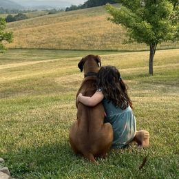 Rhodesian Ridgeback All Grown Up from Chicora Rhodesian Ridgebacks