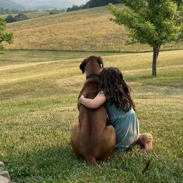 Rhodesian Ridgeback All Grown Up from Chicora Rhodesian Ridgebacks