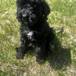 Dark Purple Girl - Bernedoodle puppy in Wexford County, Michigan from Blissful Bernedoodles